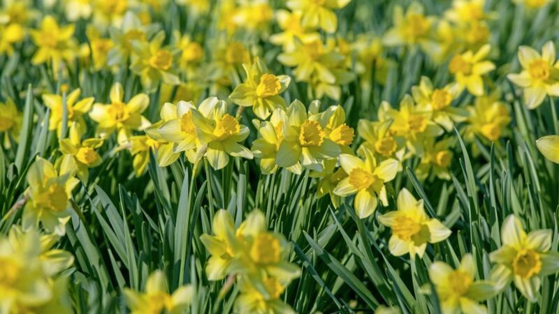 Not all daffodils are scented, but most scented ones come into the poeticus, jonquilla and tazetta sub-species 