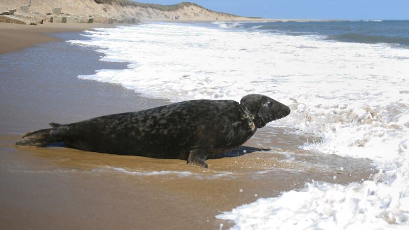 The adult male grey seal was found with a frisbee stuck round his neck and nursed back to health by the RSPCA.