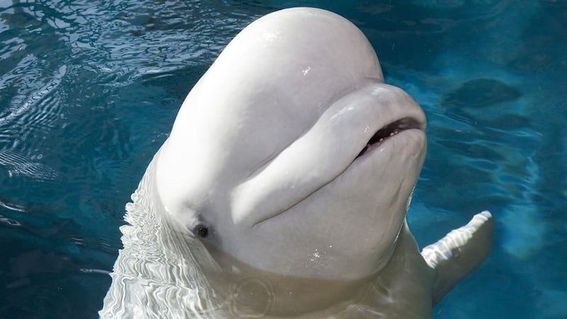 Mauyak, a 37-year-old beluga whale, is pregnant at an aquarium in the United States.