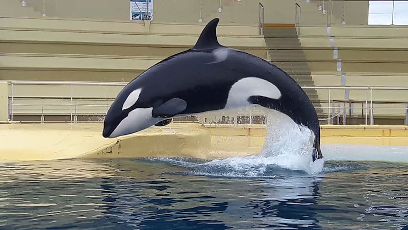 Captive killer whale is first of her species to mimic human words