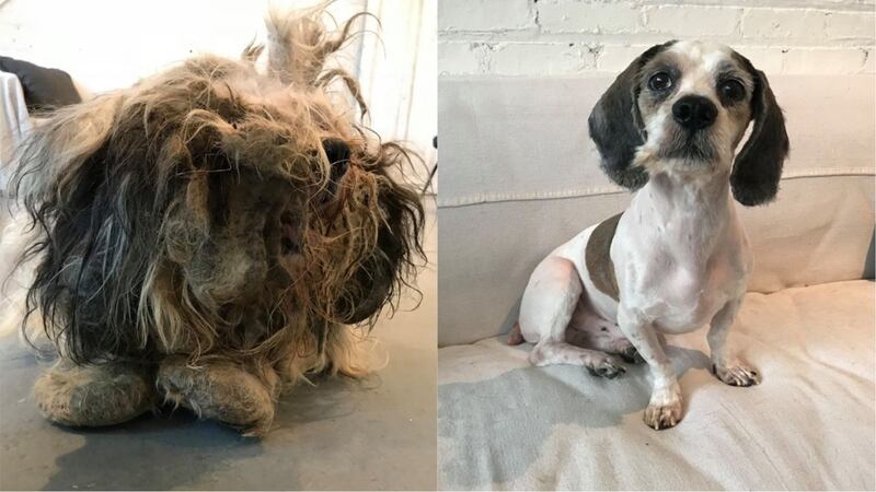 Staff at the Trio Animal Foundation discovered a cocker spaniel mix hidden under all that fur.