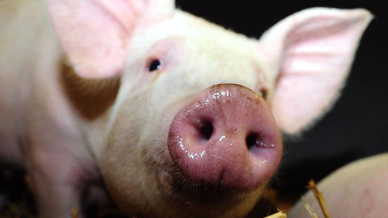 A Sars-like vomiting bug that infects pigs has been shown to jump between species including chickens, cats and humans.