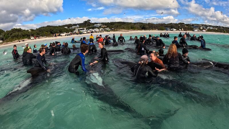 Rescuers tend to long-finned pilot whales (DBCA/AP)