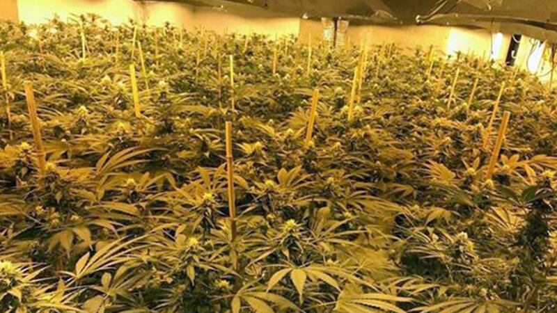 Police have found thousands of cannabis plants in a nuclear bunker