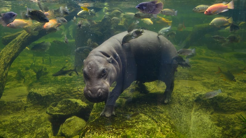 The one-month-old female hippo lives at Toronto Zoo in Canada.