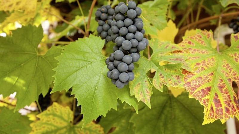 Ripe Black Hamburg grapes on the vine 