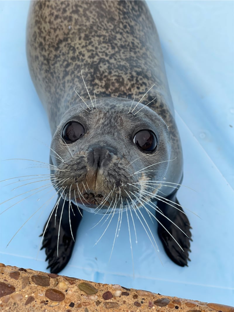 Pixie the harbour seal at Natureland Seal Sanctuary in Skegness