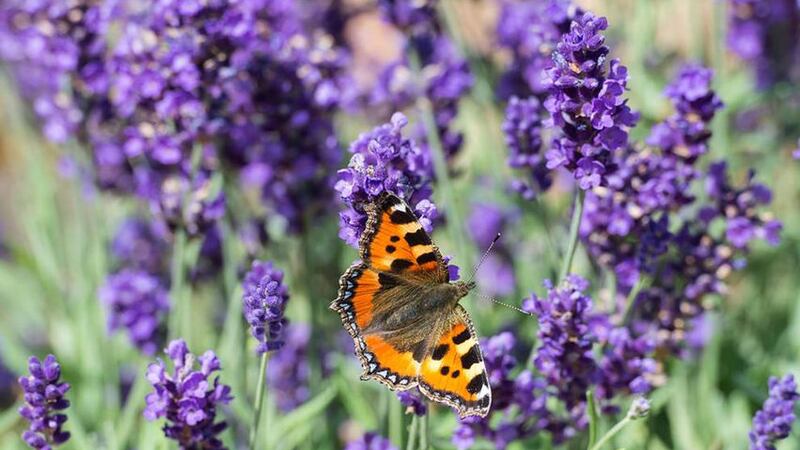 Gardeners experiencing higher temperatures will turn to heat loving plants like lavender. Picture by Stephen Patterson/PA
