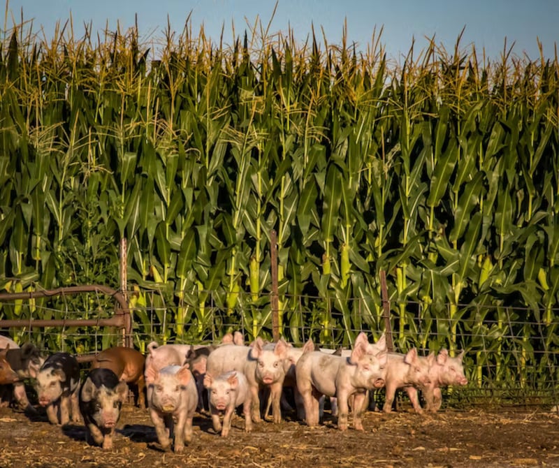 There are more pigs in Iowa than there are people. Shelly Hauschel/Shutterstock