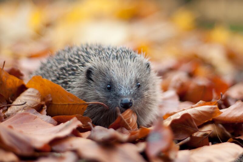 Traffic has been blamed as a major factor in the decline of hedgehog numbers in rural areas of Britain