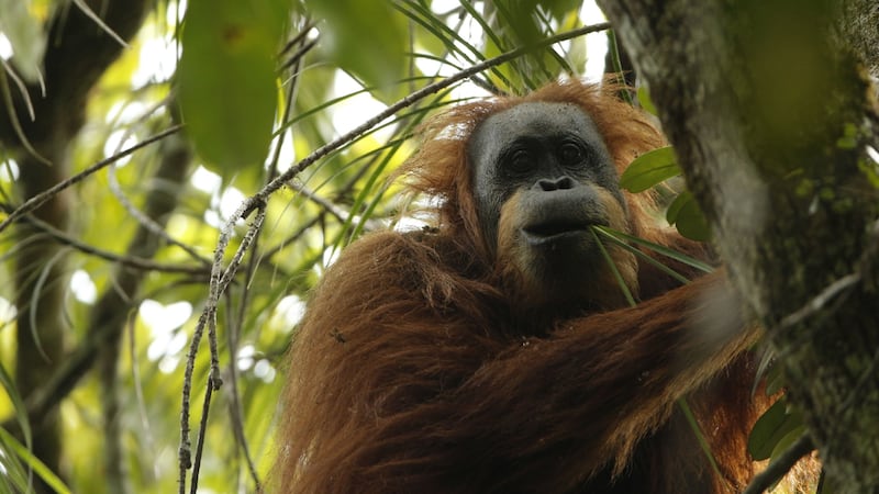 The Tapanuli orangutan is already considered endangered because of its small population.