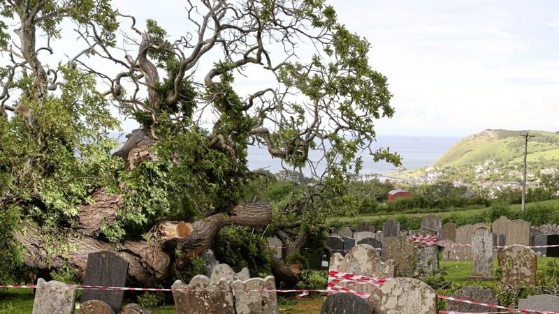 The felled Chestnut tree in the graveyard at St Patrick&#39;s Church of Ireland at Cairncastle. Picture by Mal McCann 