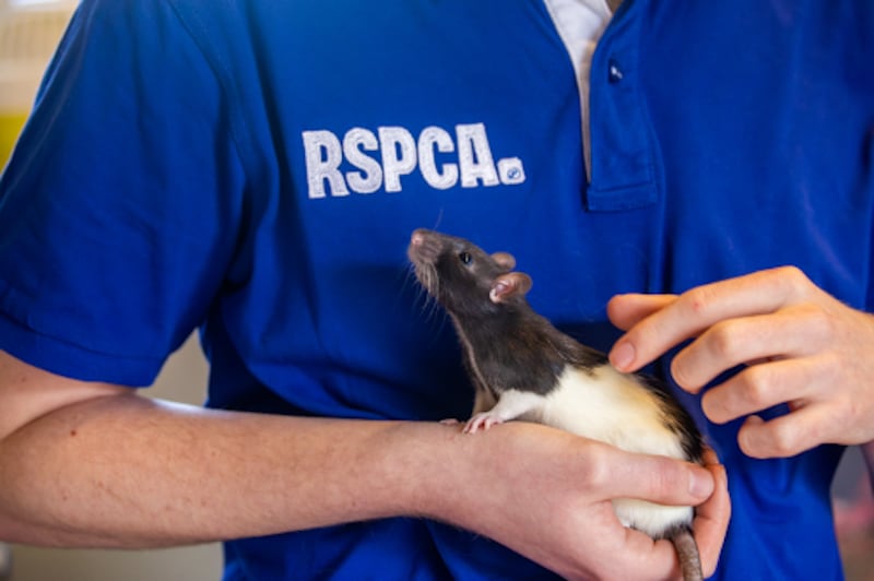 The RSPCA’s For Every Kind campaign hopes to encourage people to respect all animals and not just domestic pets (RSCPA)