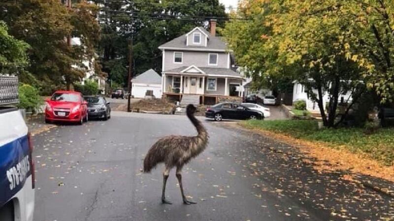 Police in Boston, Massachusetts successfully re-captured an emu called Kermit after it escaped from a residential property.