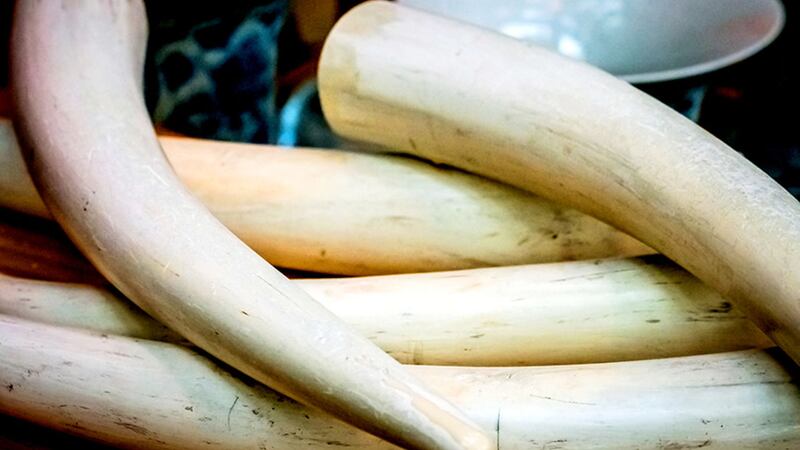 Ivory, such as these elephant tusks, has been found to be among illegal items smuggled into the Republic&nbsp;