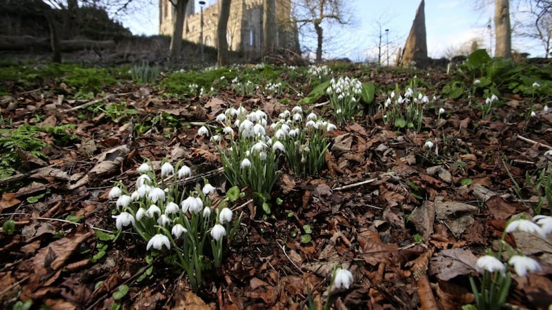 Snowdrops make an appearance near the Down Cathedral in Downpatrick. Picture by Mal McCann 