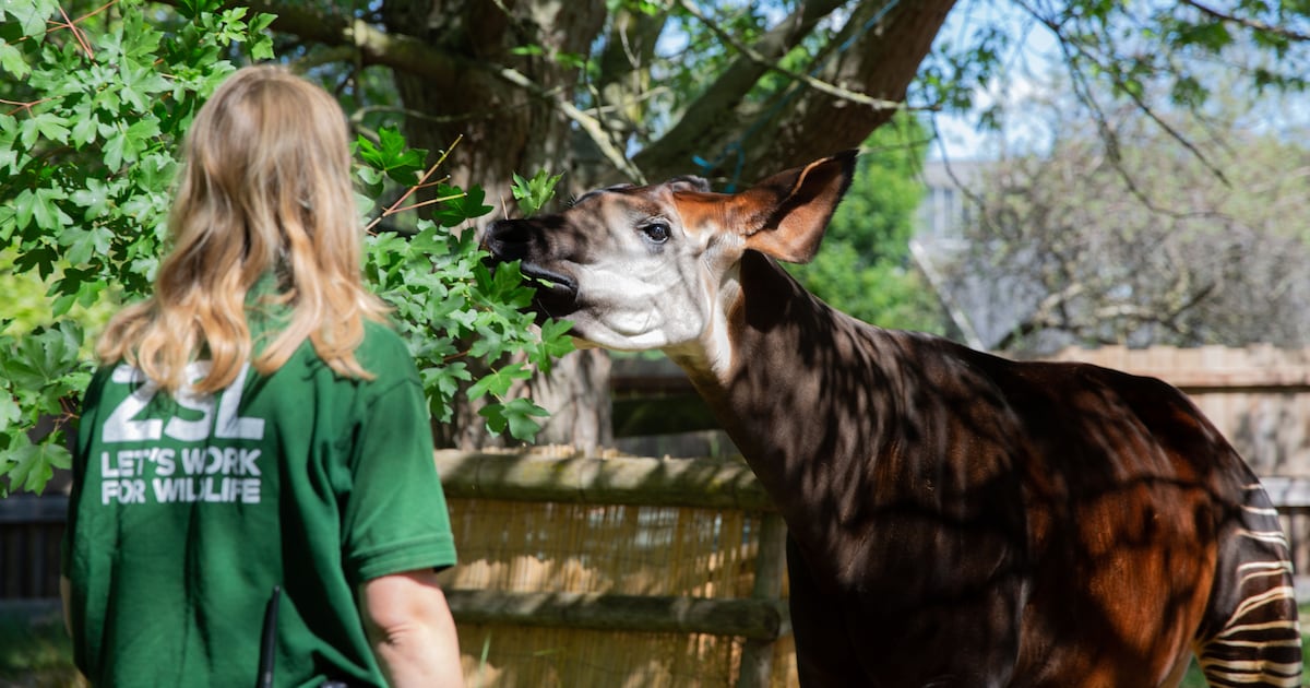 Okapi kicks inside mother's womb as London Zoo prepares to welcome