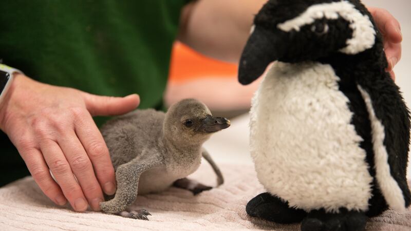 Rainbow the penguin was raised by keepers after her egg was accidentally broken.