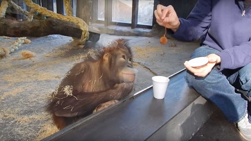 An amateur magician decided to show a trick to an orangutan at a zoo.