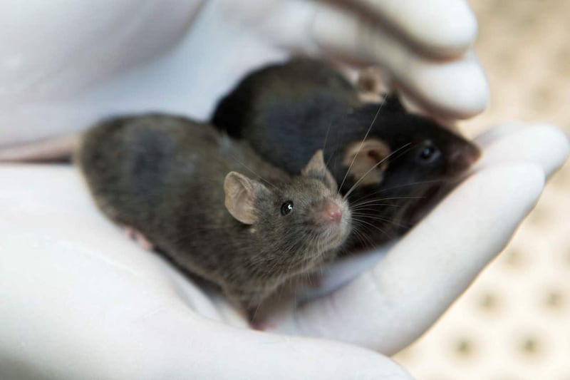 Mice in the cannabis study