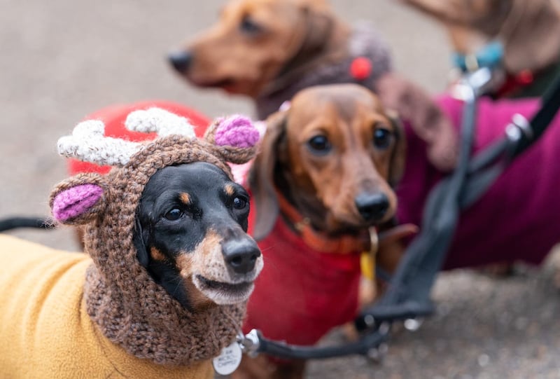 Dachshunds wrapped up in Christmas jumpers and reindeer ears at the Sausage Walk (PA)