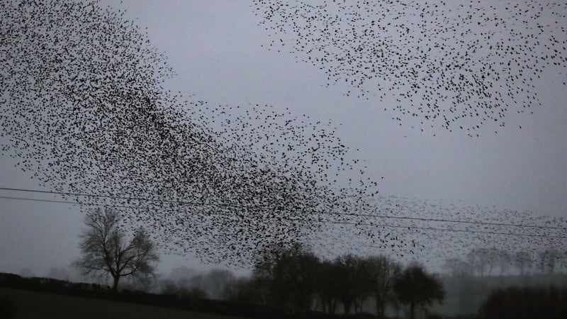 The murmurations have attracted onlookers as the flocks perform manoeuvres before sunset.
