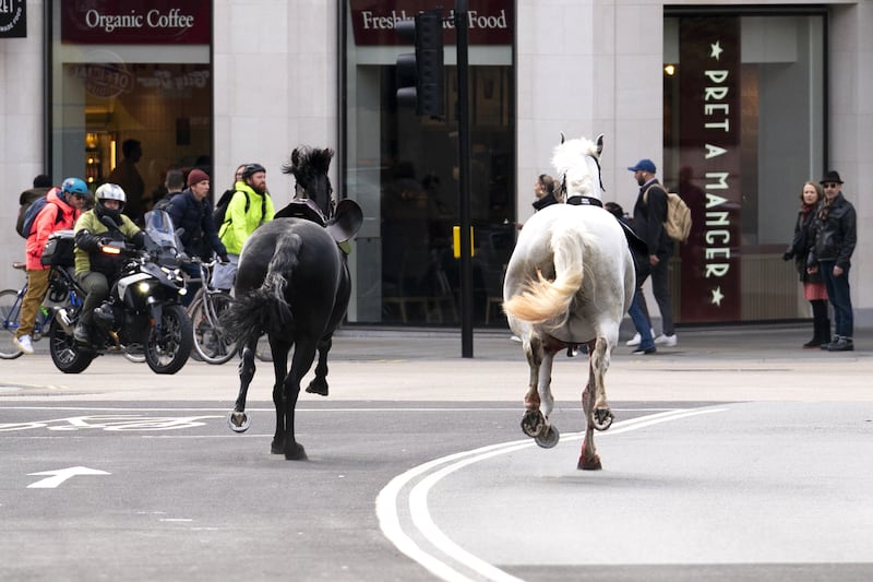 Two horses on the loose bolt through the streets of London near Aldwych