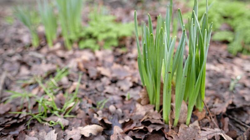 January is a bleak month but there are signs of new life, with the first spring bulbs poking through the soil. 