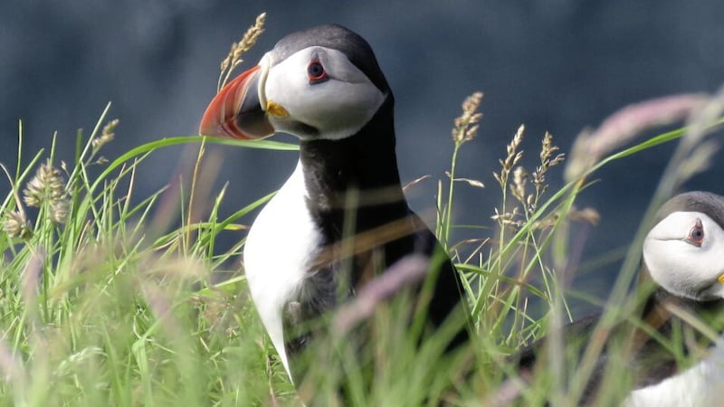 This year, the first puffins landed on Rathlin Island on Saturday 