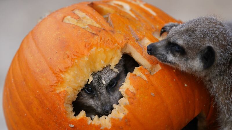 Meerkats and red ruffed lemurs got into the spirit of Halloween with pumpkins at Blair Drummond Safari Park near Stirling.