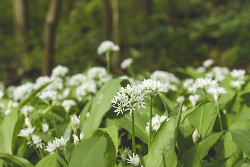 It's easy to add wild garlic to your food – and it makes the best pesto