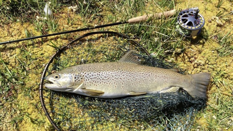 Another cracking wild brown trout from the angling mecca that is South Island, New Zealand or Aotearoa in Maori 