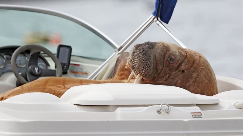 The Arctic walrus, who has journeyed all over Europe, has again been spotted off the coast of west Cork.
