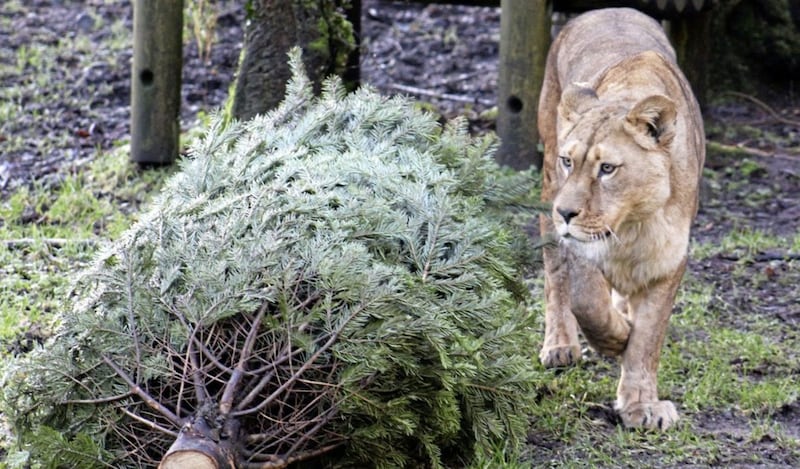 The zoo said were overwhelmed with the response when several hundred trees arrived. Picture by Belfast Zoo  