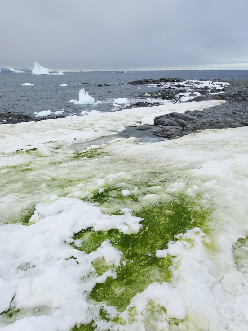 Green snow algae at Rothera Point in the Antarctica