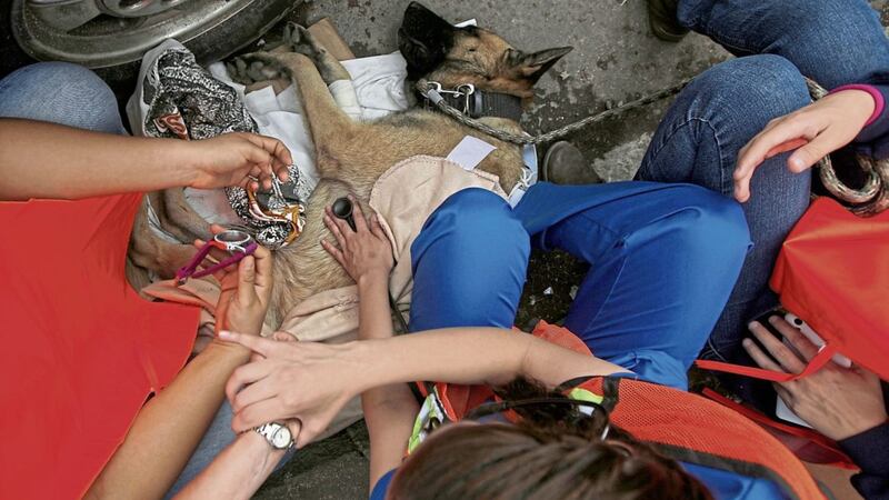 A rescue dog is helped to recuperate by volunteers after he became exhausted during search and rescue operations at a building felled by a 7.1 magnitude earthquake, in the Ciudad Jardin neighbourhood of Mexico City PICTURE: Eduardo Verdugo 