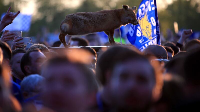 A fox makes an appearance during Monday night's Premier League title-winning celebrations in Leicester city centre<br />Picture by PA&nbsp;