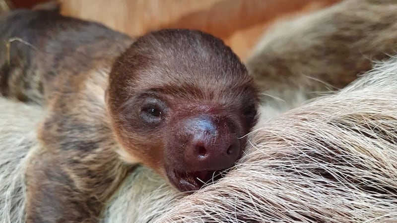 It is the first sloth to be born at Dudley Zoo in the zoo’s 85-year history.