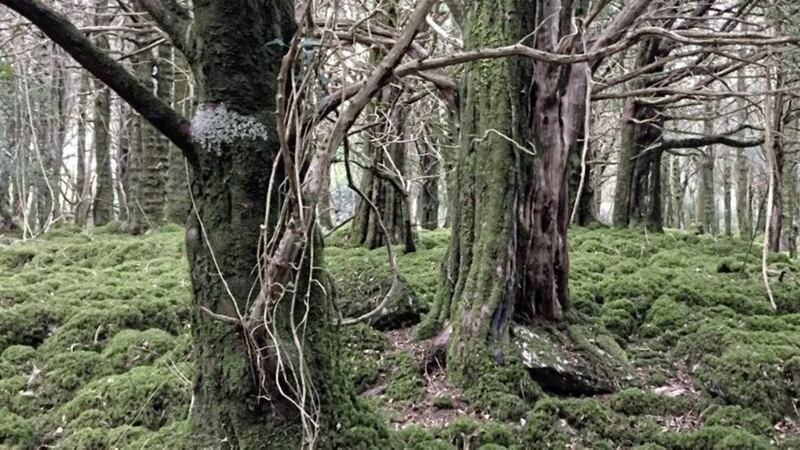 The yew forest at Reenadinna lies on a peninsula between Lough Leane and Muckross Lake 