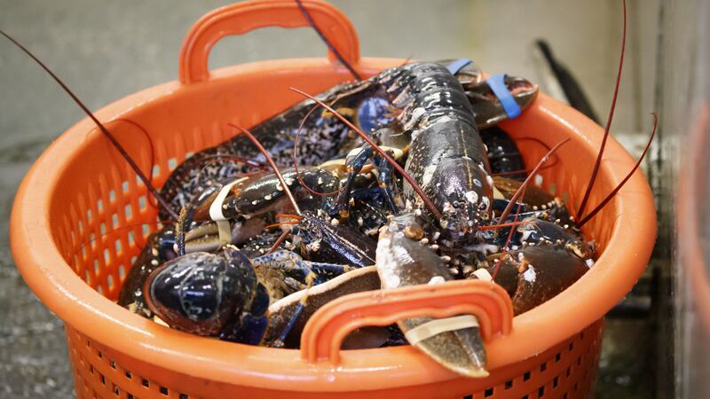 A new DNA-based technique could help manage lobster fisheries more sustainably, experts say.