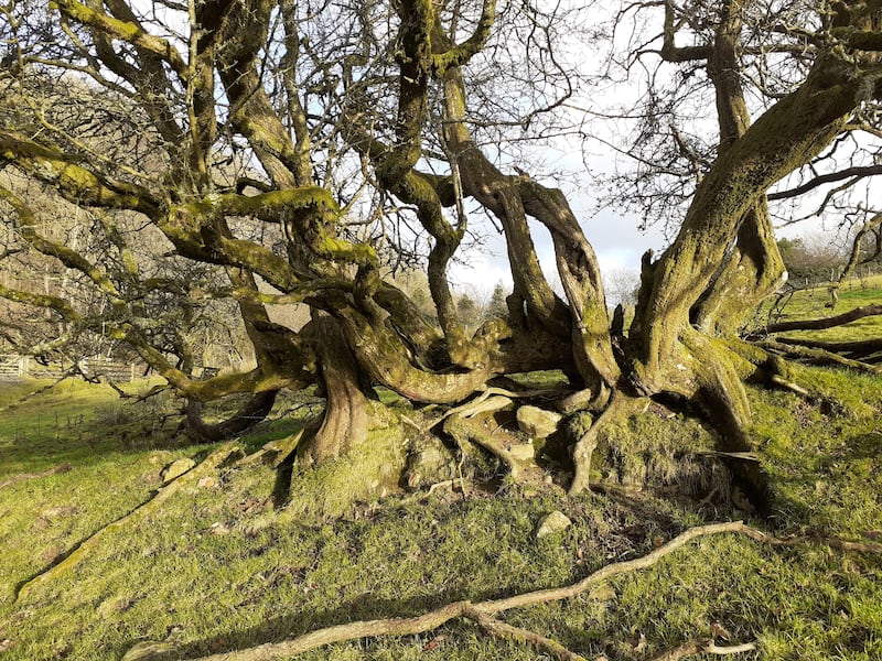 Hedgerow Hawthorn Cumbria (Vanessa Campion, Woodland Trust/PA)