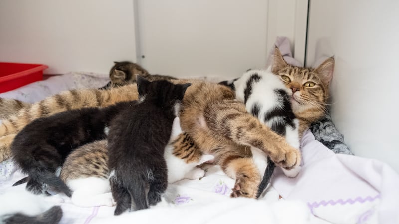 A north-west London resident found a litter of five kittens and their mother inside a plastic bag.