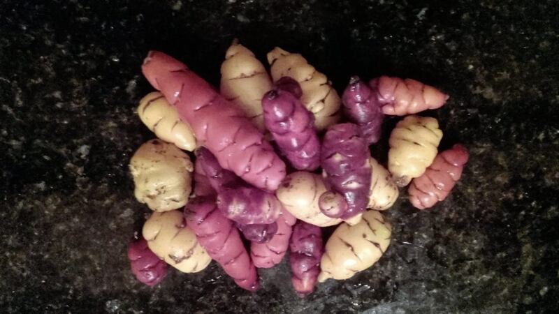 Oca tubers &ndash; one of the crops Klaus Laitenberger is researching 