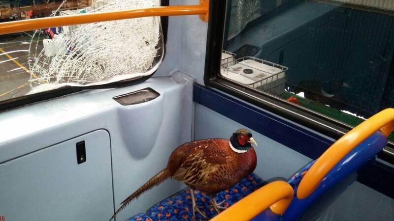 A bird from Gloucester just won the pheasant equivalent of the lottery…