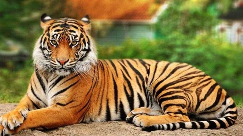 A tiger is being kept as a pet here in Northern Ireland 