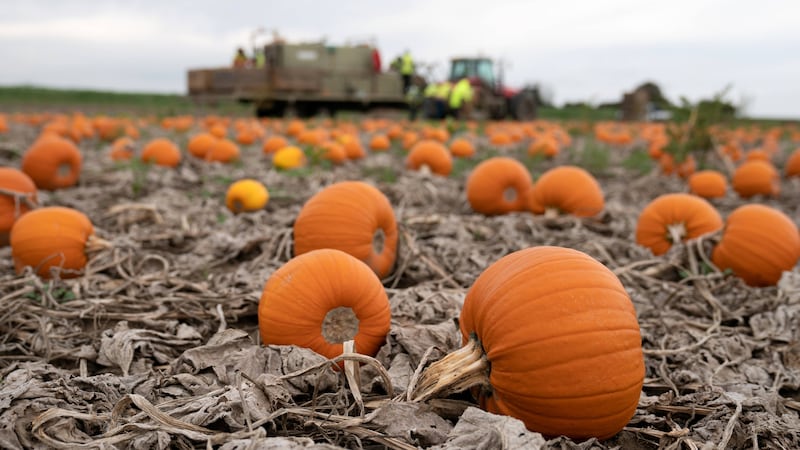 The wet weather has been key to a bumper crop of pumpkins this year (Joe Giddens/PA)