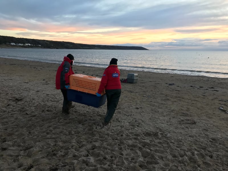 The seals were released on January 3 (RSPCA/PA)