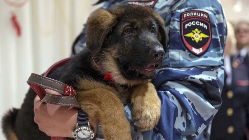 Police pup Dobrynya&nbsp;was a gift from Russian police to their French counterparts