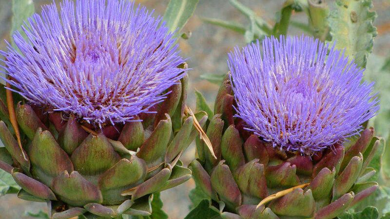 The globe artichoke (Cynara scolymus) is an imposing plant with large silvery leaves that evoke prehistory 