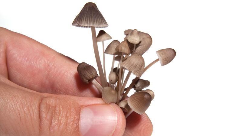 The findings suggest psilocybin could be a real alternative to depression treatments, researchers say.